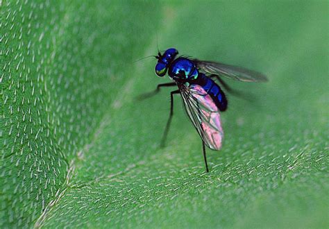 Cobalt Blue Fly extreme macro | Focusing on Wildlife