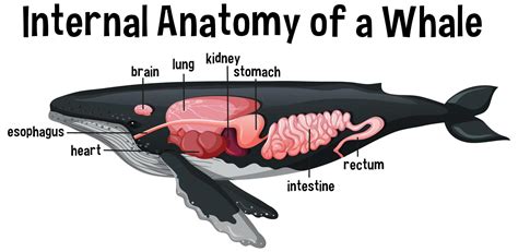 Whale Anatomy Diagram