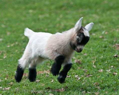 Pygmy Goat Kid Frolicking | Larry Jordan | Flickr