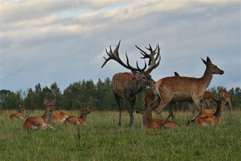 Red Deer during the Deer Rut in the Nature Habitat of Czech Republic ...