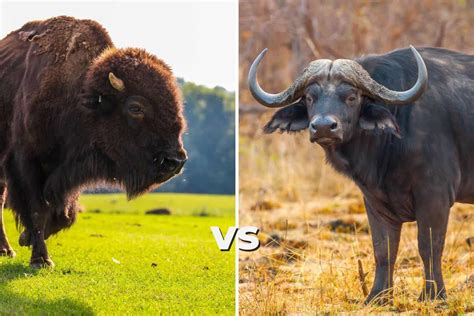 Buffalo vs Bison: These are the Main Differences