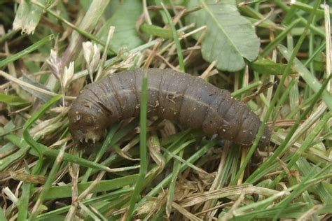 Craneflies: Pests of the Pacific Northwest | The Daily World