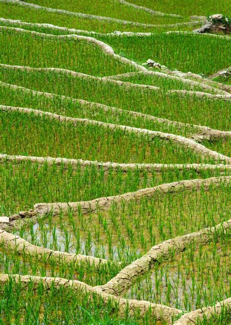 Rice plantations. Vietnam stock photo. Image of terrace - 26837666