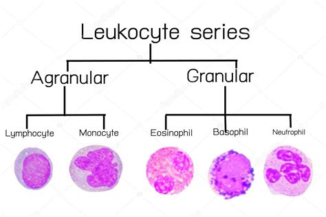 Monocytes And Lymphocytes