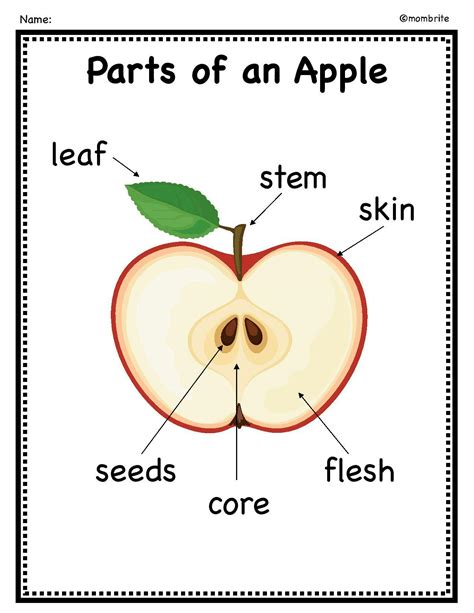 ️Apple Diagram Worksheet Free Download| Goodimg.co