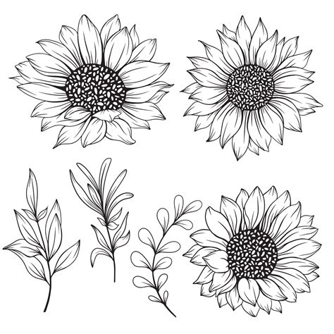 Sunflower Outline Drawing