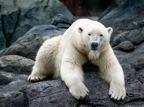 Animals at the Calgary Zoo - Wilder Institute/Calgary Zoo