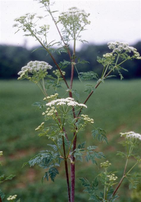 Poison Hemlock - Thompson-Nicola Regional District