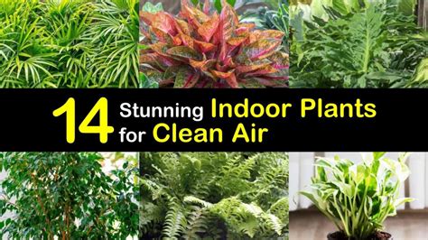 14 Stunning Indoor Plants for Clean Air