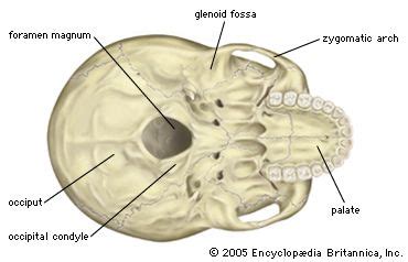 Foramen Magnum Anatomy