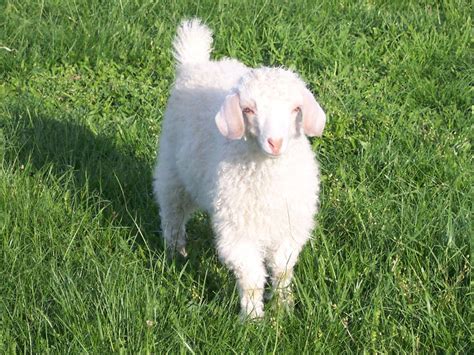 Angora | Angora goats, Baby animals, Pygora goats