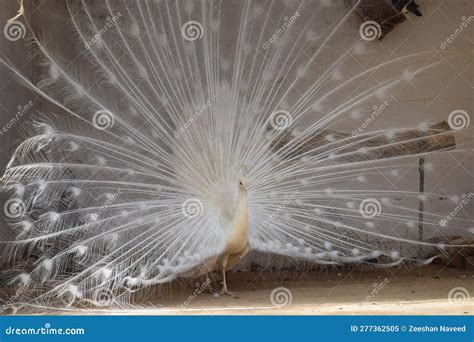 White Peacock Dancing in Happy Mood. Stock Image - Image of birds ...