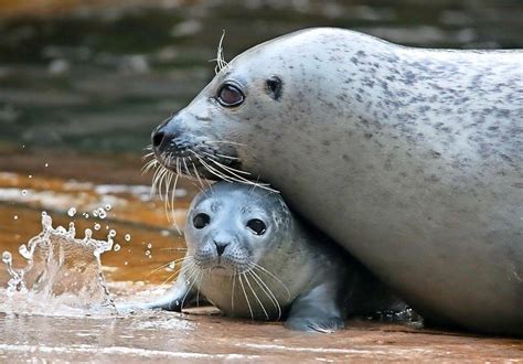 Seehunde im Saarbrücker Zoo haben Nachwuchs