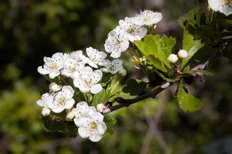 35 Best Hawthorn Tree Varieties - ProGardenTips