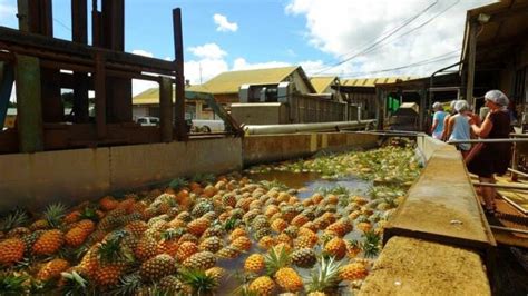 Maui Pineapple Tour the only one on Maui with Stardust Hawaii