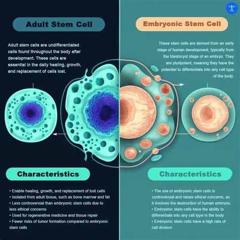 Embryonic Stem Cells: Controversy, Mechanisms, and Safety (2023)