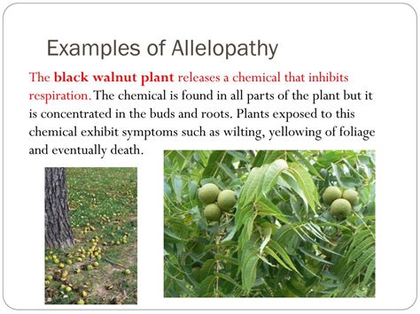 PPT - Unit: A Local Ecosystem Topic 5 : Relationships PowerPoint ...