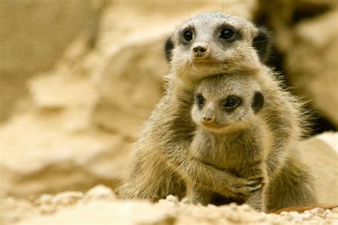 Natureza: Suricate - Suricato