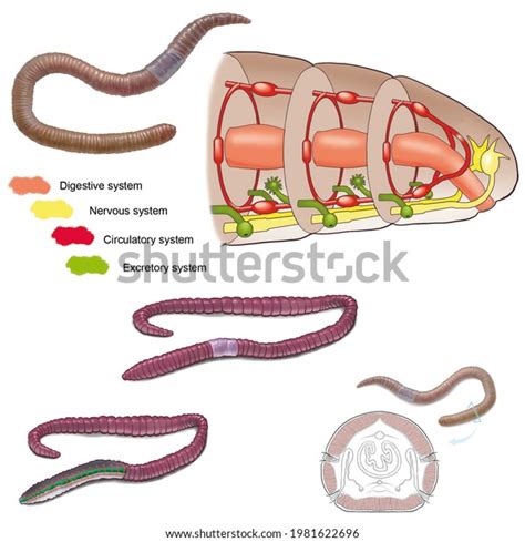 Zoology Animal Morphology Internal Anatomy Example Stock Illustration ...