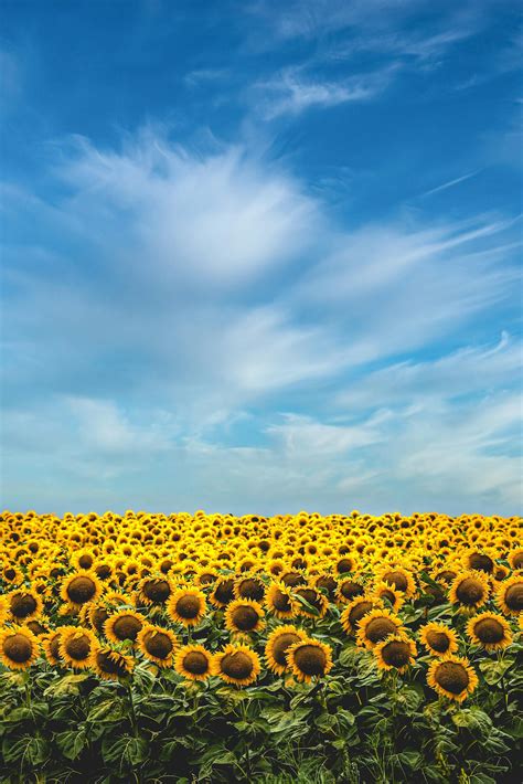 Yellow Sunflower Field Under Blue Sky and White Clouds · Free Stock Photo