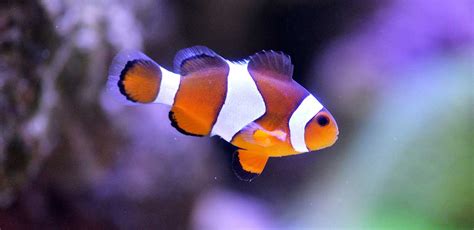 Clown Fish: The Complete Guide to Owning a "Nemo" Fish