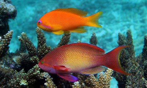 Lyretail Orange Female Anthias - Singapore Reef Club - Marine Reef ...