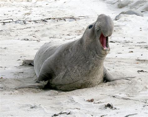 Channel Islands ~ native wildlife Visit Santa Barbara, Channel Islands ...