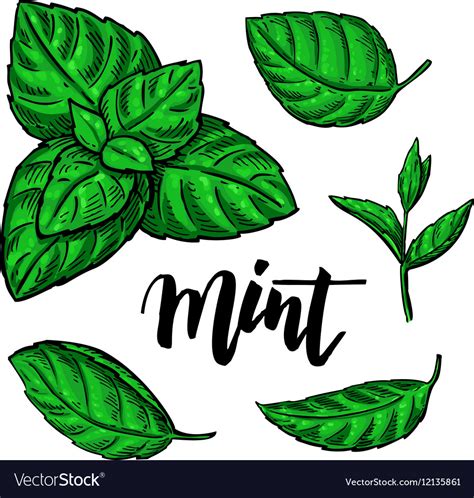 Mint drawing set isolated plant and leaves Vector Image