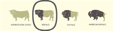 Beefalo — American Beefalo Association