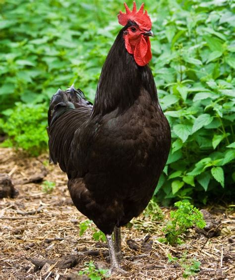 Australorp Hen