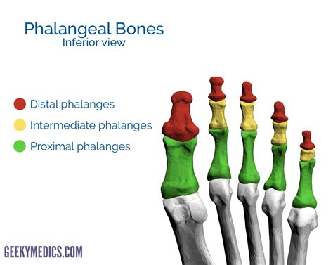 Phalanges Of The Foot