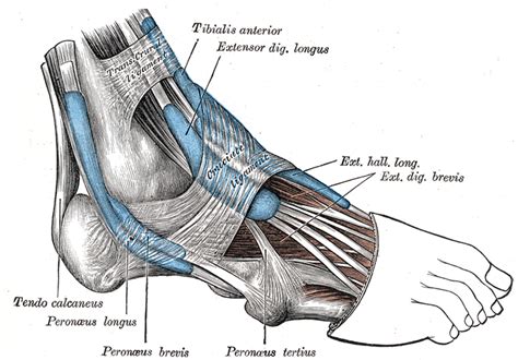 Peroneal Tendonitis in Runners | Running Research JunkieRunning ...