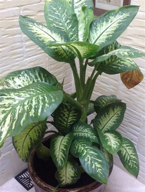 best low light indoor plants | Tropical house plants, Tall indoor ...