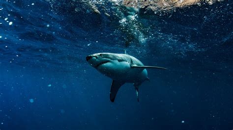 ¿Dónde bucear con tiburones en España? | Diveasapp