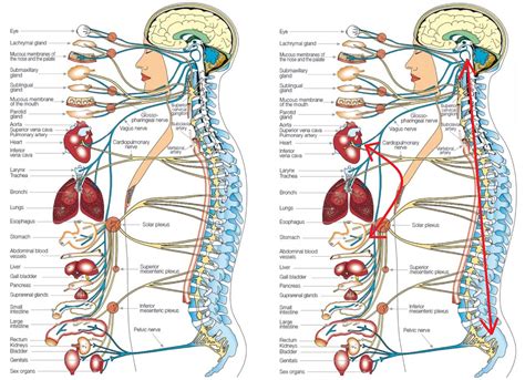 Diagram Of Body With Organs