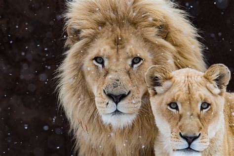 Male Lion And Cub Wallpaper