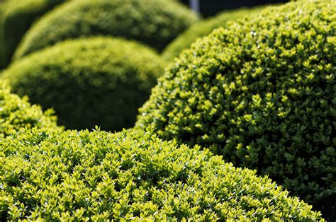 Connaissez-vous les arbres à feuillage persistant ? | Arbustes à ...