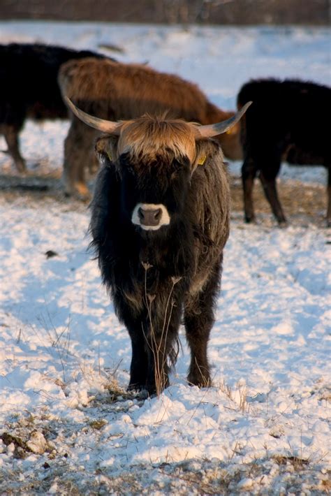 Heck cattle | More information in English and German. | dididumm | Flickr