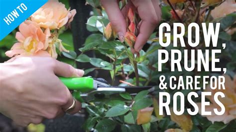 How To Take Care Of Rose Bushes - Carpetoven2