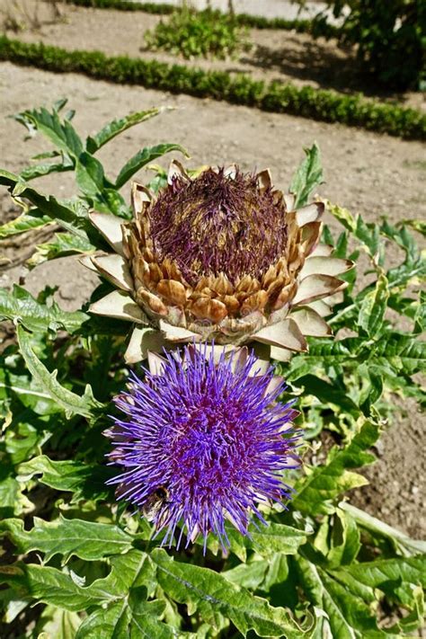 Cynara, Flower, Plant, Artichoke Thistle Picture. Image: 116268280