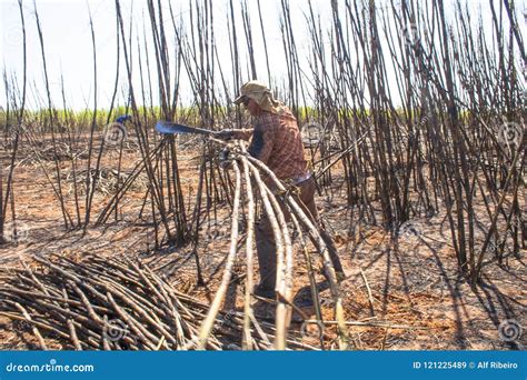 Sugar cane harvesting editorial stock image. Image of labour - 121225489