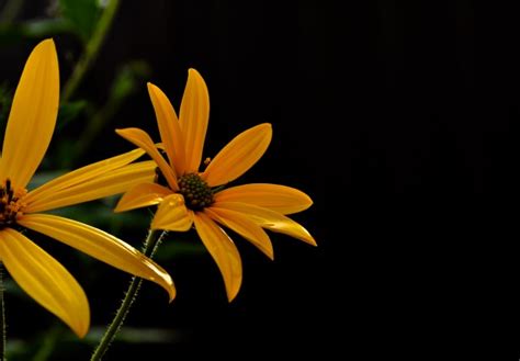 Yellow Flowers On A Dark Background Free Stock Photo - Public Domain ...