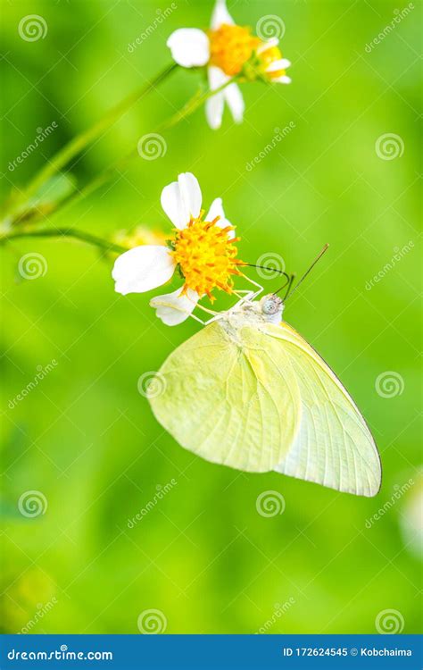 Yellow Butterfly on Flower in Garden Stock Image - Image of brown ...