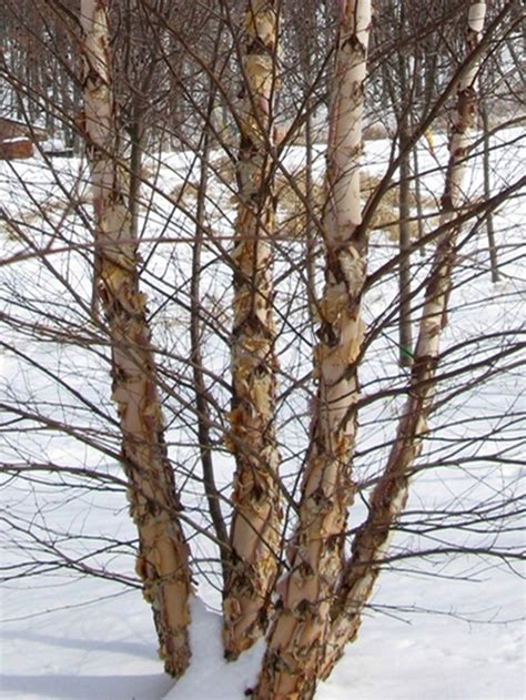 Betula nigra 'Heritage' | River Birch | Green Barn Garden Center