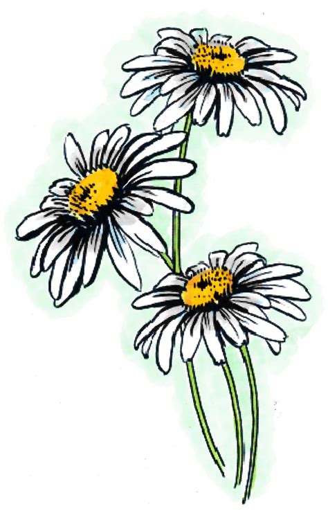 Daisies | Daisy drawing, Flower drawing, Watercolor flower art