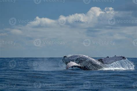 humpback whale breaching 18808264 Stock Photo at Vecteezy