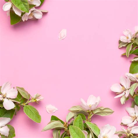 Pink Flower Background Wallpaper