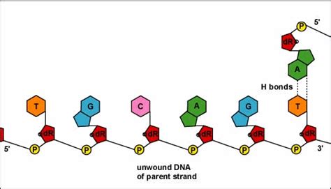 Animation Illustrating DNA Replication by Complementary Base Pairing