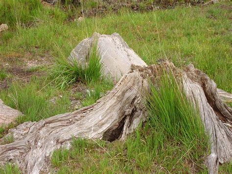 Bog oak © Richard Webb cc-by-sa/2.0 :: Geograph Ireland