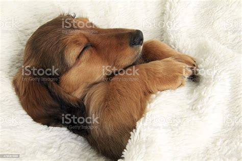 Sleeping Dachshund Puppy Stock Photo - Download Image Now - Long Haired ...